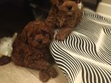 Irk ve kilo garantili poodle minnoşlar