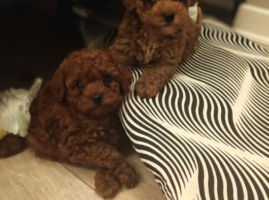 Irk Ve Kilo Garantili Poodle Minnoşlar