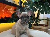 Egzoti̇k French Bulldog Yavrularim Hari̇ka Renkler Ve Anatomi̇