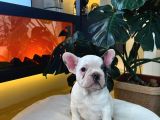 Egzoti̇k French Bulldog Yavrularim Hari̇ka Renkler Ve Anatomi̇