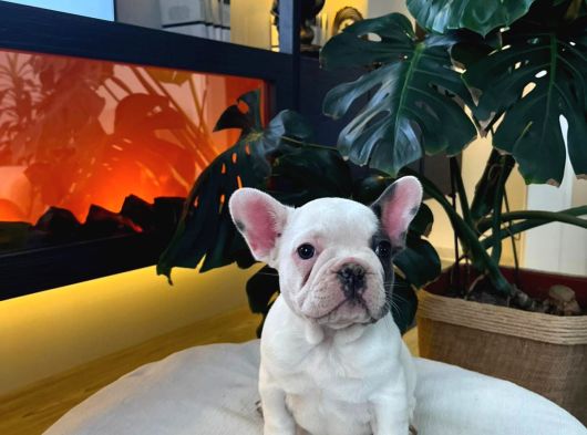 Egzoti̇k French Bulldog Yavrularim Hari̇ka Renkler Ve Anatomi̇ görsel