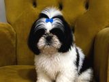 Safkan Shih Tzu Yavrular  Oyuncu Sevecen Ve Bakımlı