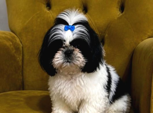 Safkan Shih Tzu Yavrular  Oyuncu Sevecen Ve Bakımlı görsel
