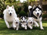 Gerçek Husky Yavruları