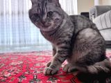 1 Yaşında British Shorthair