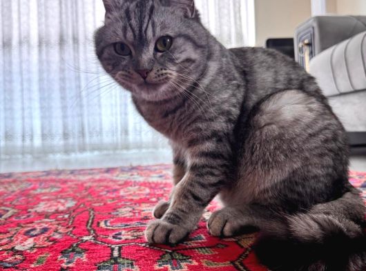 1 Yaşında British Shorthair görsel