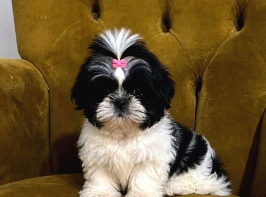 Safkan Shih Tzu Yavrular  Oyuncu Sevecen Ve Bakımlı görsel