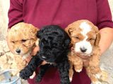 Oyuncu ve Uysal Maltipoo Yavrularımıza Yuva Arıyoruz