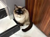 Ragdoll Yavrularimiz Yeni̇ Yuvalarini Ariyor
