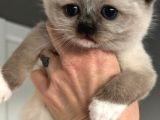 Ragdoll Yavrularimiz Yeni̇ Yuvalarini Ariyor