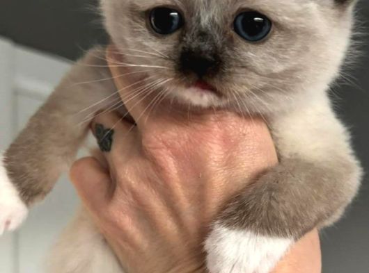 Ragdoll Yavrularimiz Yeni̇ Yuvalarini Ariyor görsel