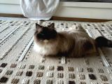 Ragdoll Yavrularimiz Yeni̇ Yuvalarini Ariyor