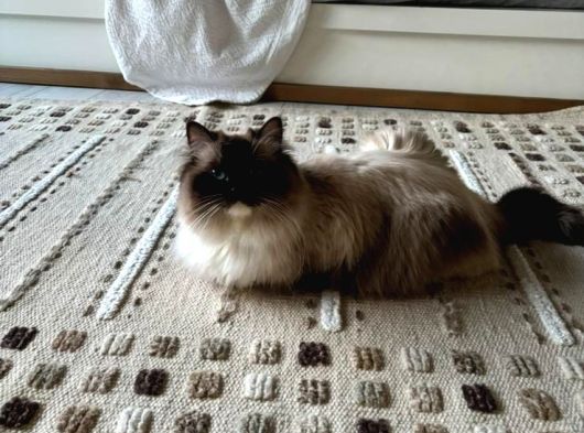 Ragdoll Yavrularimiz Yeni̇ Yuvalarini Ariyor görsel