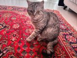 1 Yaşında British Shorthair