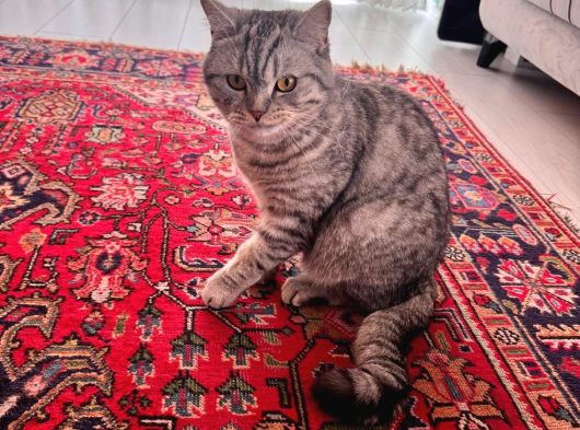 1 Yaşında British Shorthair görsel