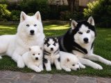 Gerçek Husky Yavruları