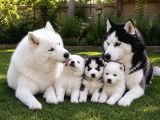 Gerçek Husky Yavruları