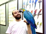 SARILACİVERT MACAW PAPAĞANI EĞİTİMLİ KONUŞAN