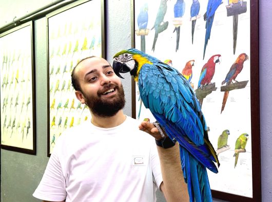 Sarilaci̇vert Macaw Papağani Eği̇ti̇mli̇ Konuşan