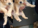 Bebek Surat Golden Retriever Bebekler
