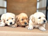 Bebek surat golden retriever bebekler