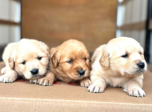 Bebek Surat Golden Retriever Bebekler