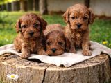 GERÇEK CAVAPOO ANNE BABADAN ORJİNAL CAVAPOO