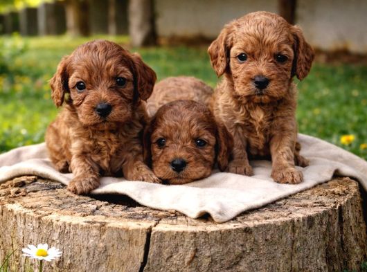 Gerçek Cavapoo Anne Babadan Orji̇nal Cavapoo