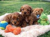 Gerçek Cavapoo Anne Babadan Orji̇nal Cavapoo