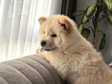 Safkan Chow Chow Yavrular  Oyuncak Ayı Surat Yoğun Tüy Yap