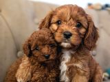 Mini Boy Maltipoo Yavrular  Bebek Surat Özel Irk