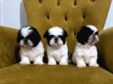 Safkan Shih Tzu Yavrular  Oyuncu Sevecen ve Bakımlı