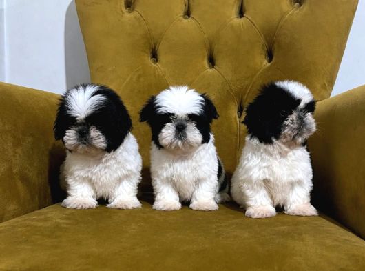 Safkan Shih Tzu Yavrular  Oyuncu Sevecen Ve Bakımlı