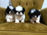 Safkan Shih Tzu Yavrular  Oyuncu Sevecen Ve Bakımlı