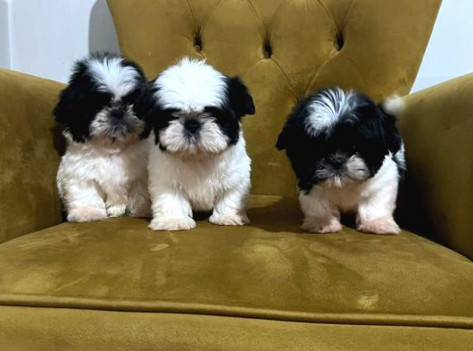 Safkan Shih Tzu Yavrular  Oyuncu Sevecen Ve Bakımlı görsel