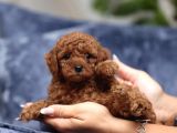 Eğitimli Kore Teacup Poodle Yavrular