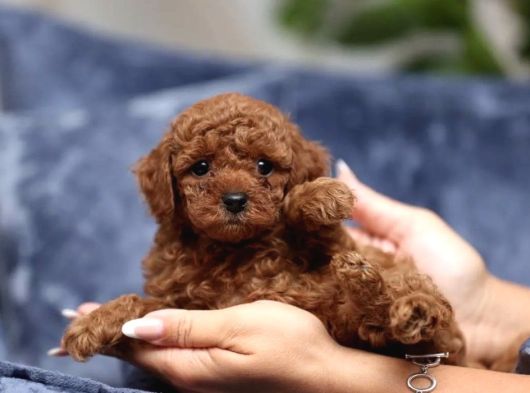 Eğitimli Kore Teacup Poodle Yavrular görsel