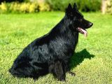Siyah Alman Çoban Köpeği Yavrularımız