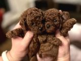Eğitimli Kore Teacup Poodle Yavrular