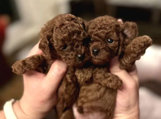 Eğitimli Kore Teacup Poodle Yavrular görsel