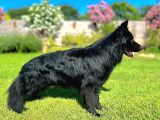 Siyah Alman Çoban Köpeği Yavrularımız