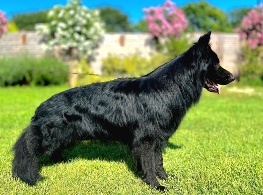 Siyah Alman Çoban Köpeği Yavrularımız