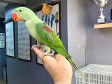El Besleme Bebek Alexander Papağani