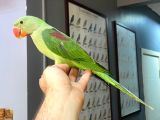 EL BESLEME BEBEK ALEXANDER PAPAĞANI