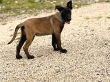 A Kalite Belçika Malinois