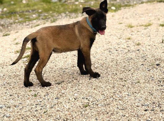 A Kalite Belçika Malinois görsel