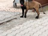 A Kalite Belçika Malinois
