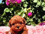 Eğitimli Kore Teacup Poodle Yavrular