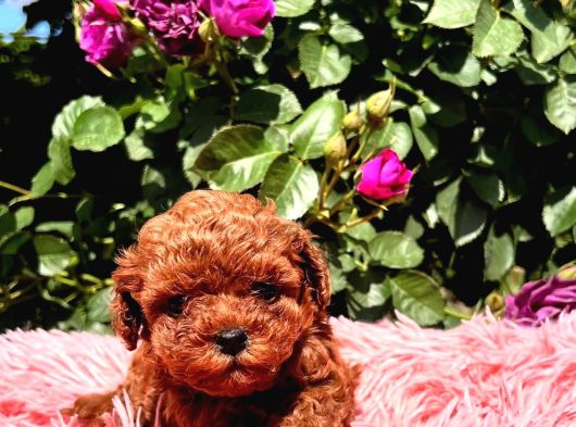 Eğitimli Kore Teacup Poodle Yavrular görsel