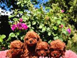 Eğitimli Kore Teacup Poodle Yavrular